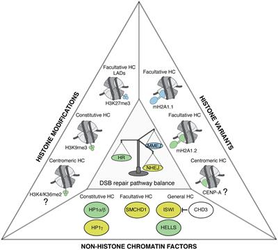 DNA Double-Strand Break Repair: All Roads Lead to HeterochROMAtin Marks